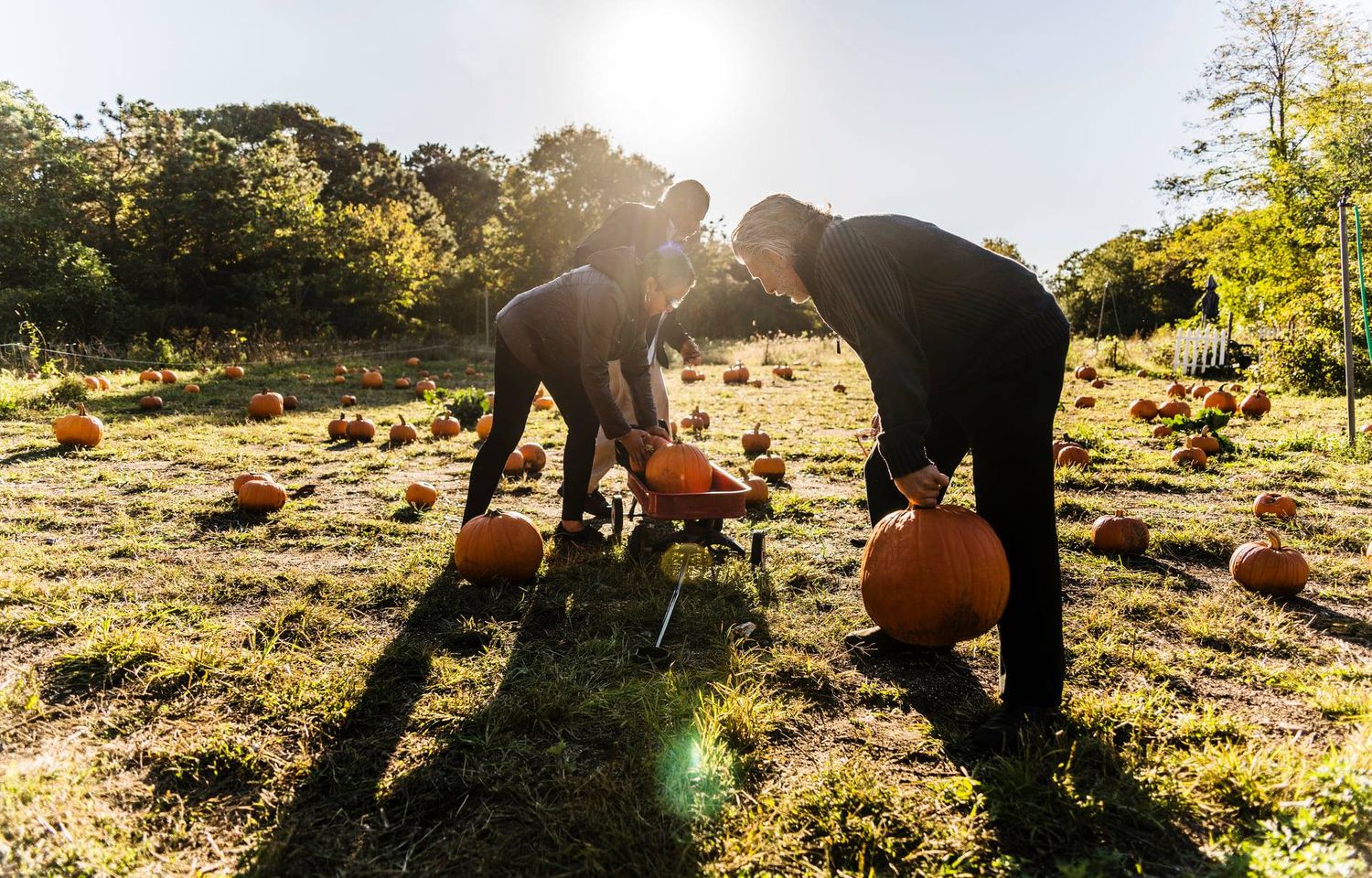 Navigating the Pumpkin Patch with leg pain